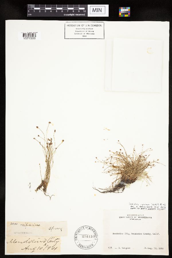 Isolepis cernua image