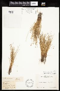 Isolepis cernua image