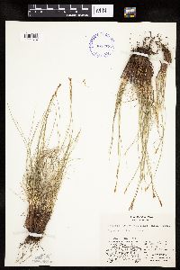 Kobresia myosuroides image