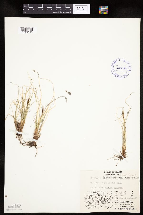 Kobresia simpliciuscula image