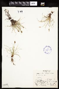 Kobresia simpliciuscula image