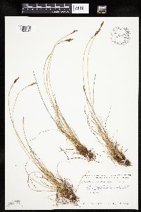 Kobresia simpliciuscula image