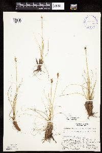 Kobresia simpliciuscula image