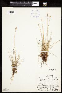 Kobresia simpliciuscula image