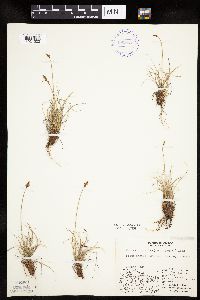 Kobresia simpliciuscula image