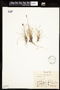 Kobresia simpliciuscula image