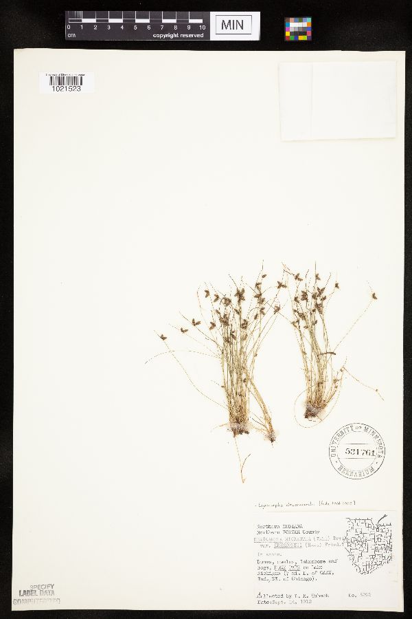 Lipocarpha drummondii image