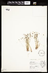 Media resource of Lipocarpha drummondii