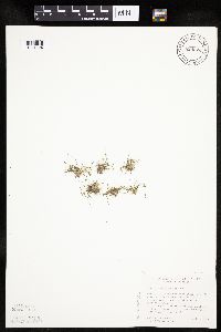 Lipocarpha micrantha image