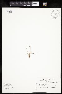 Lipocarpha micrantha image