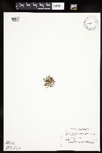 Lipocarpha micrantha image
