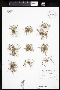 Lipocarpha micrantha image