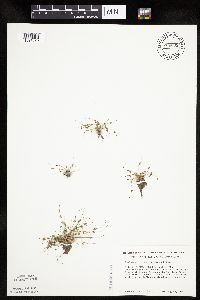 Lipocarpha micrantha image