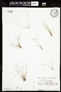 Lipocarpha micrantha image