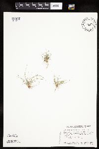 Lipocarpha micrantha image