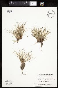 Lipocarpha micrantha image