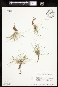 Lipocarpha micrantha image