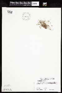 Lipocarpha micrantha image
