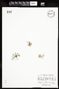 Lipocarpha micrantha image