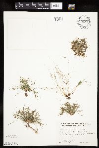 Lipocarpha micrantha image