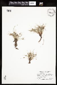 Lipocarpha micrantha image
