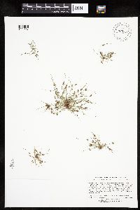 Lipocarpha micrantha image