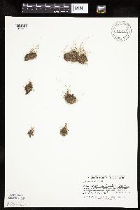 Lipocarpha micrantha image