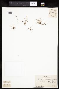 Lipocarpha micrantha image
