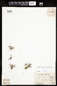 Lipocarpha micrantha image