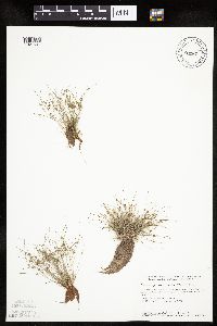 Lipocarpha micrantha image