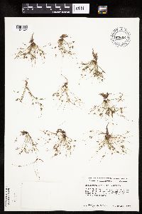Lipocarpha micrantha image
