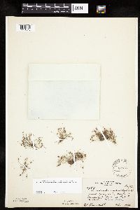Lipocarpha micrantha image