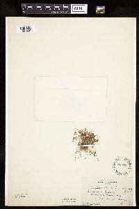 Lipocarpha micrantha image