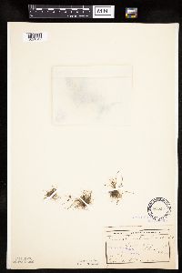 Lipocarpha micrantha image