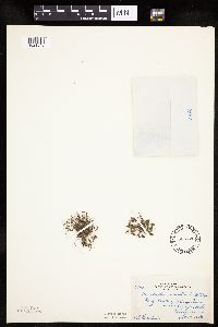 Lipocarpha micrantha image