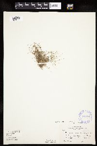 Lipocarpha micrantha image