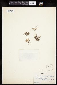 Lipocarpha micrantha image