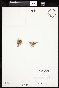 Lipocarpha micrantha image