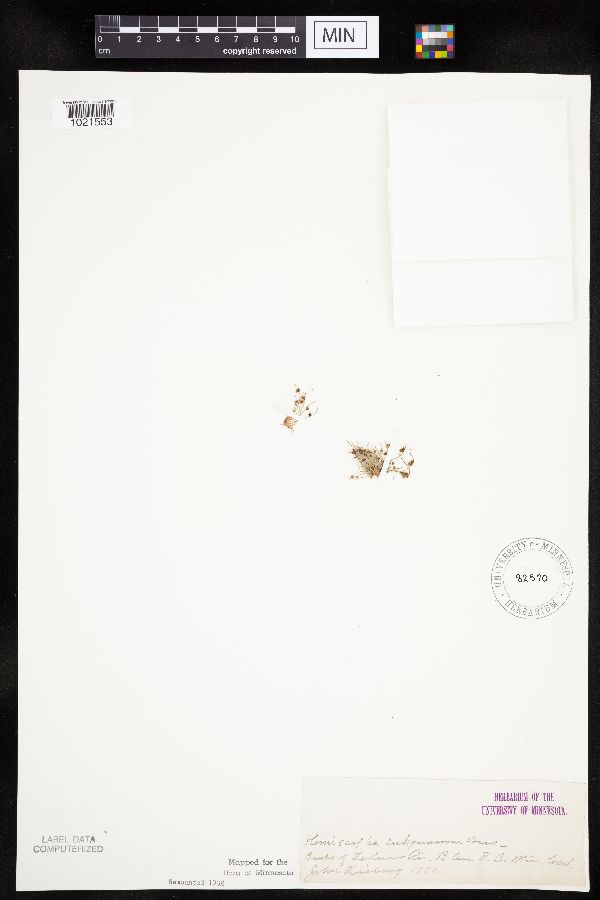 Lipocarpha micrantha image
