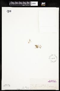 Lipocarpha micrantha image