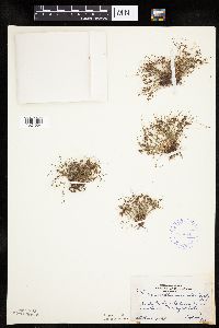 Lipocarpha micrantha image
