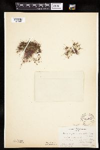 Lipocarpha micrantha image
