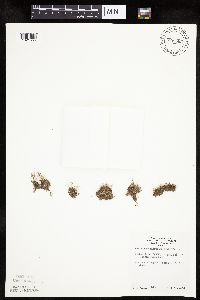 Lipocarpha micrantha image
