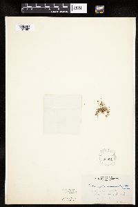 Lipocarpha micrantha image