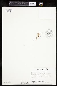 Lipocarpha micrantha image