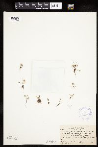 Lipocarpha micrantha image