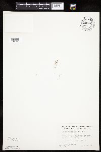 Lipocarpha micrantha image