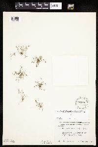 Lipocarpha micrantha image