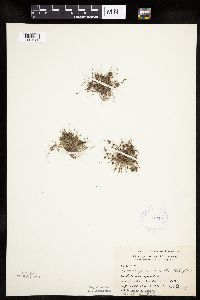 Lipocarpha micrantha image