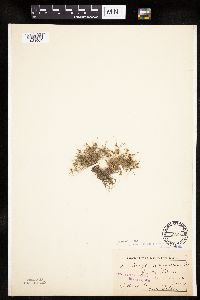 Lipocarpha micrantha image
